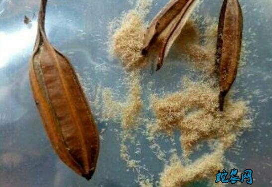 白芨种苗批发图