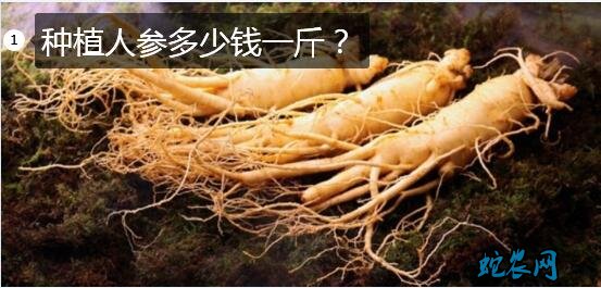 种植人参多少钱一斤?