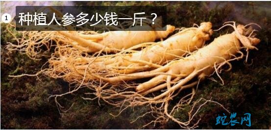 种植人参多少钱一斤？