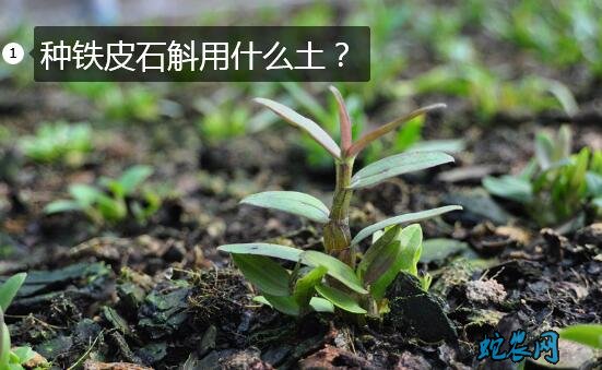 种铁皮石斛用什么土？用树皮好还是用木屑好？