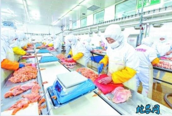 “首农食品”造血扶贫拔掉滦平穷根