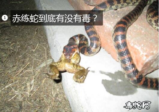 火三根蛇有没有毒？