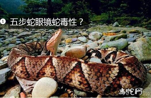 五步蛇眼镜蛇毒性？哪一个更毒？