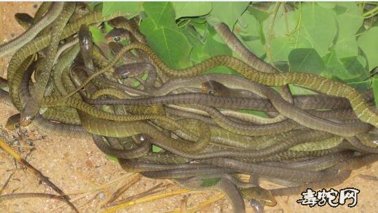 水律蛇孵化后多久进食？