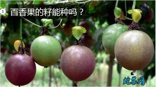 百香果的籽能种吗?