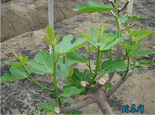 无花果怎么修剪?无花果剪枝图解!