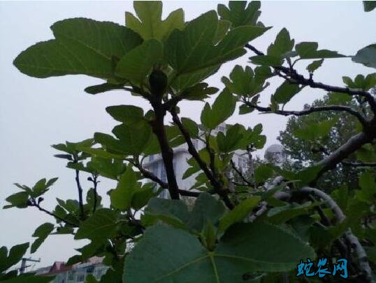 无花果怎么修剪?无花果剪枝图解!