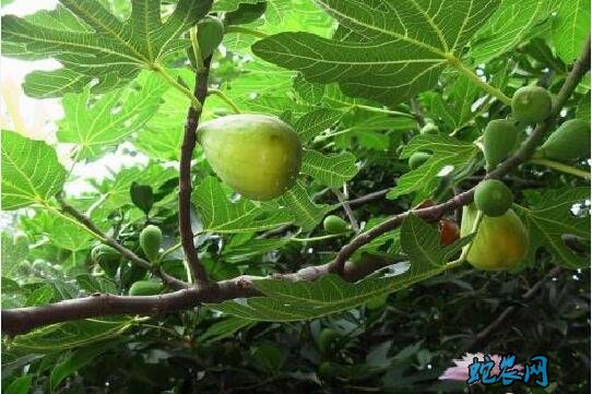 无花果怎么修剪?无花果剪枝图解!