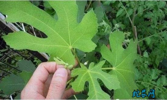 无花果怎么修剪?无花果剪枝图解!
