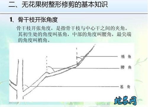 无花果怎么修剪?无花果剪枝图解!