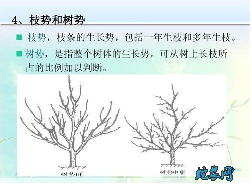 无花果怎么修剪?无花果剪枝图解!