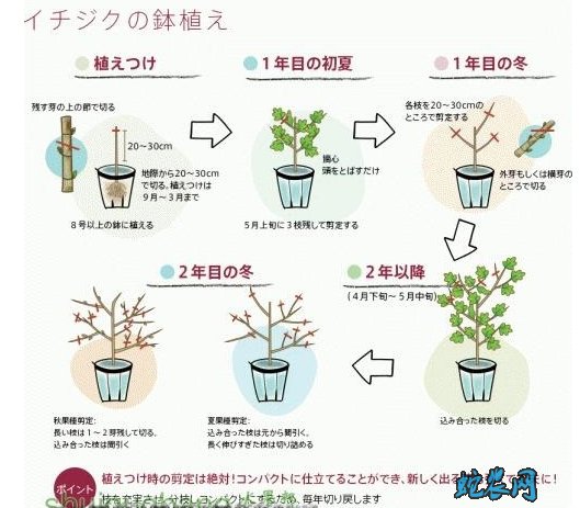 无花果怎么修剪?无花果剪枝图解!
