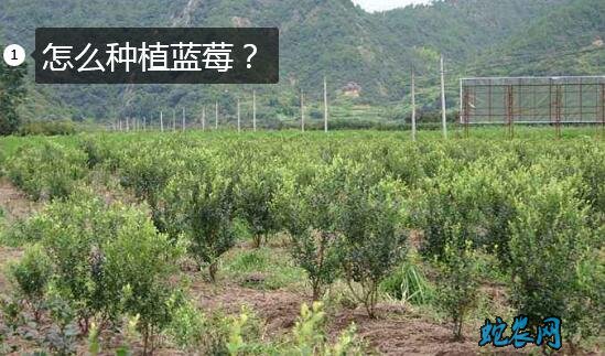 怎么种植蓝莓