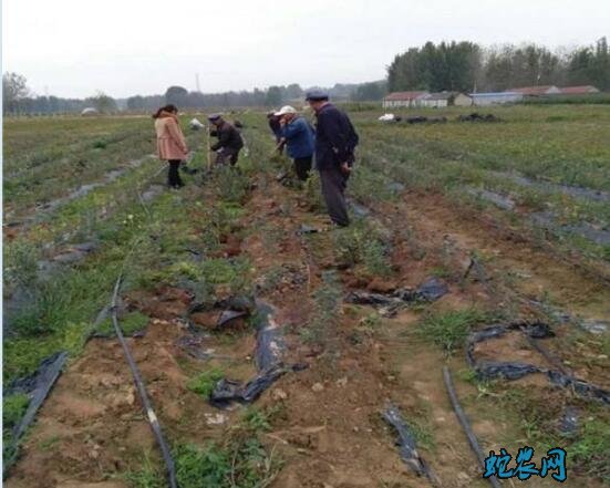 怎么种植蓝莓