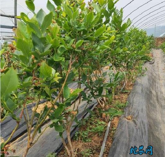 怎么种植蓝莓