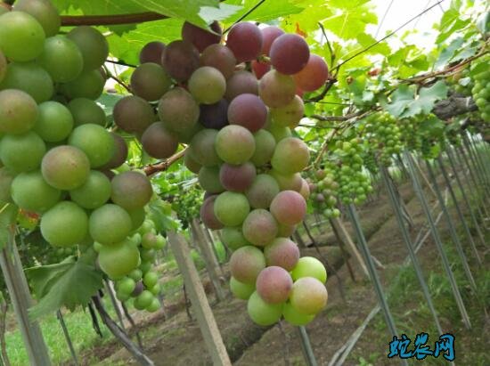 葡萄种植技术、葡萄成熟期的四项管理要注意！