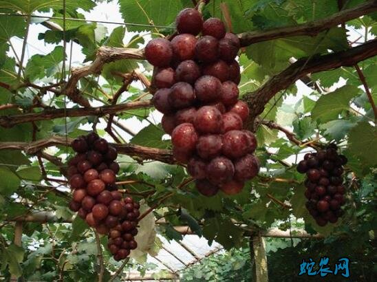 葡萄种植技术、葡萄成熟期的四项管理要注意！