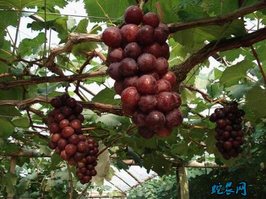 葡萄种植技术、葡萄成熟期的四项管理要注意!