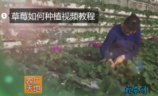 草莓如何种植、草莓如何种植视频教程！