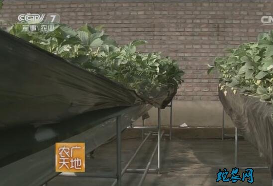 草莓如何种植、草莓如何种植视频教程!