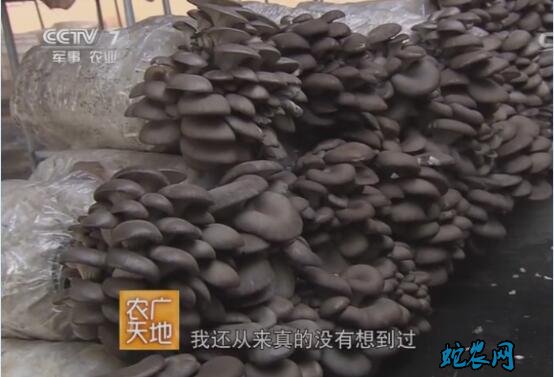 草莓如何种植、草莓如何种植视频教程!