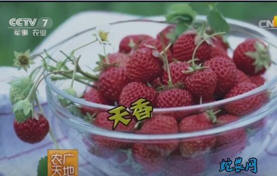 草莓如何种植、草莓如何种植视频教程！