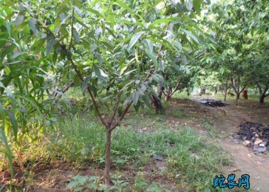 水蜜桃种植、水蜜桃种植管理技术分享!