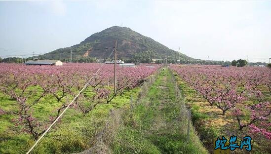 水蜜桃种植、水蜜桃种植管理技术分享!