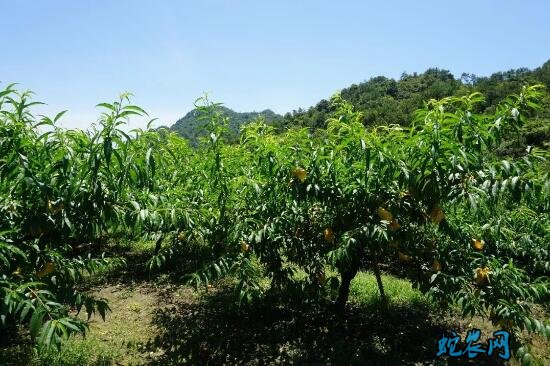 水蜜桃种植、水蜜桃种植管理技术分享！