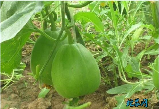 种植香瓜、露地香瓜的种植技术?