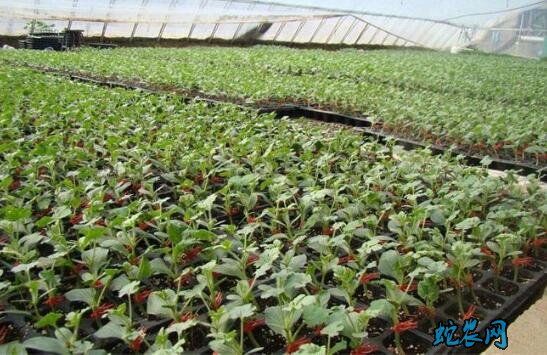 种植香瓜、露地香瓜的种植技术?
