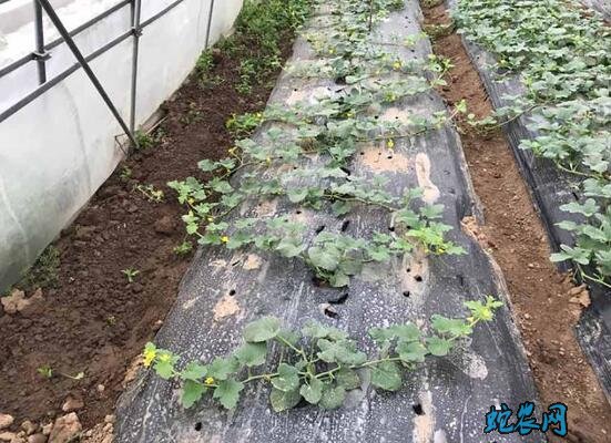 种植香瓜、露地香瓜的种植技术?