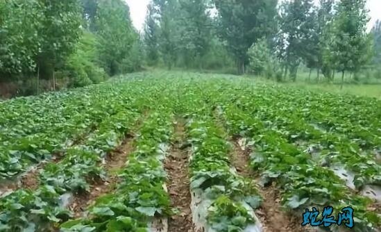 种植香瓜、露地香瓜的种植技术?