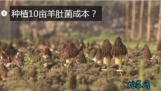 种植10亩羊肚菌成本?