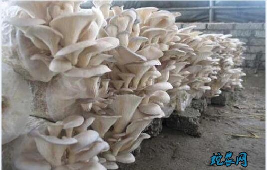 蘑菇怎么种植?