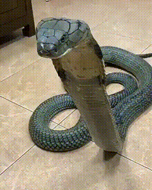 金刚王眼镜蛇与眼镜王蛇有什么区别呢？