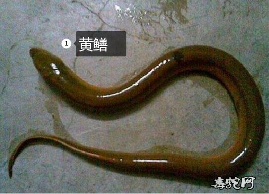 水蛇 黄鳝、水蛇和黄鳝区别有哪些?