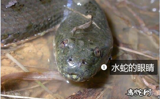 水蛇 黄鳝、水蛇和黄鳝区别有哪些?