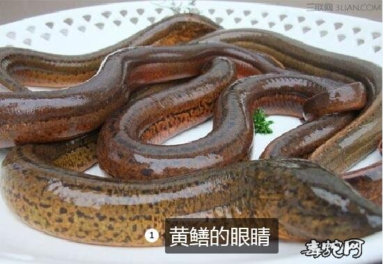 水蛇 黄鳝、水蛇和黄鳝区别有哪些?
