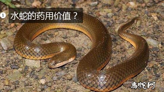水蛇药用、了解一下水蛇的药用价值?