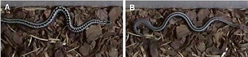 科学家发现毒蛇“之”字形图案新发现：兼具三种伪装作用！