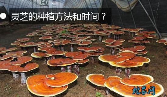 灵芝的种植方法和时间?