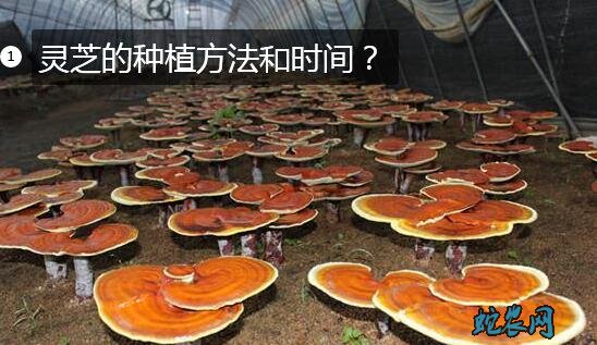 灵芝的种植方法和时间？