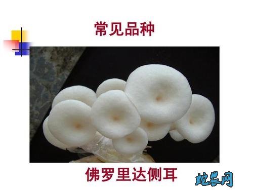 平菇品种