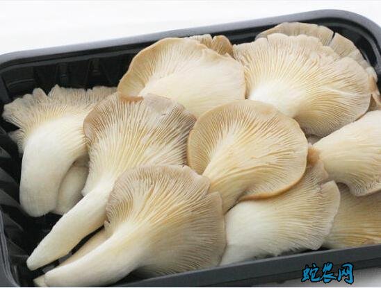 平菇品种