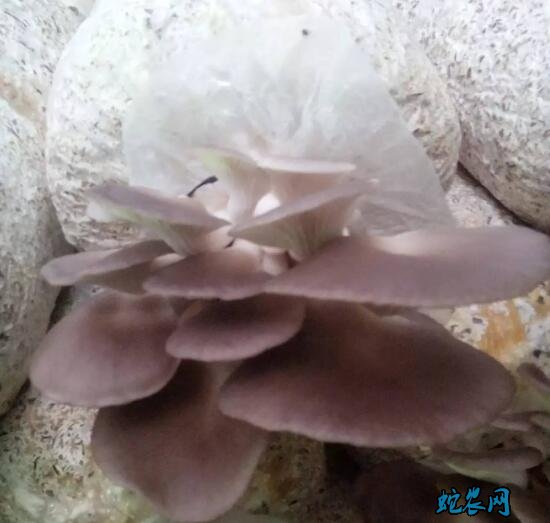 平菇品种