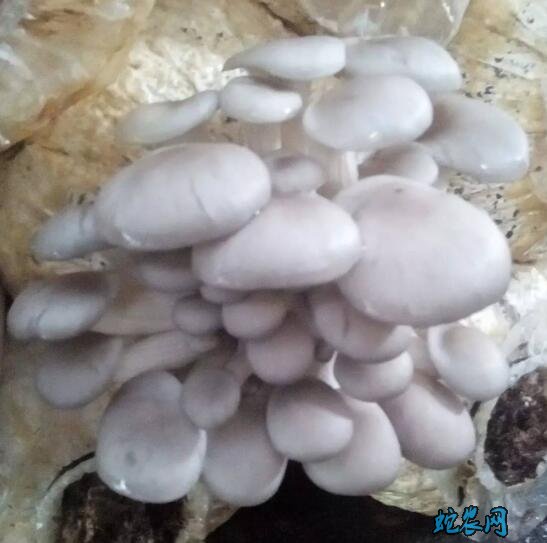 平菇品种,目前最新平菇品种有哪些?【图文】 - 平菇