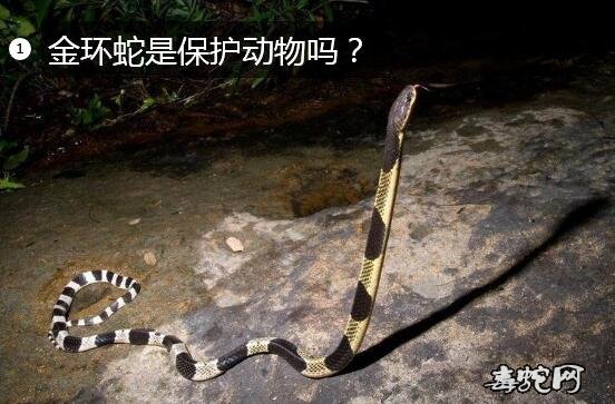 金环蛇是保护动物吗？