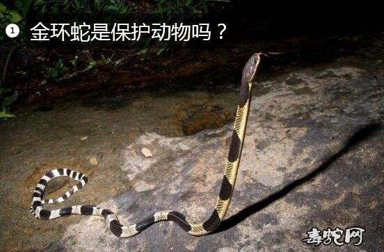 金环蛇是保护动物吗?