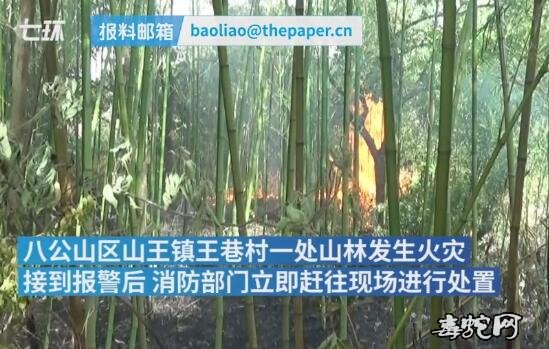 安徽淮南:独居老人担心房后毒蛇咬自己放火驱赶引燃竹林!